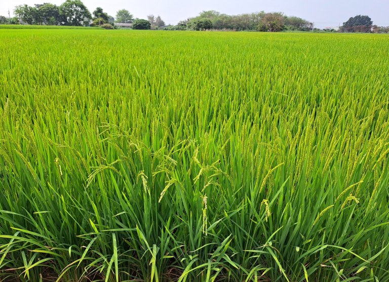 稻穀成熟收割折算乾穀數量較多　農民收益有保障