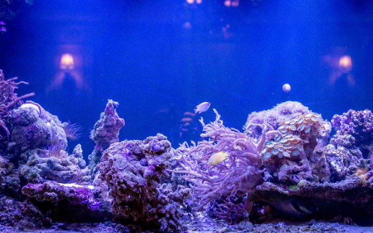 海洋珊瑚魚缸